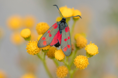 <i class='fa fa-user'></i>&nbsp;Willem Verhagen&nbsp;|  Sint-jansvlinder&nbsp; <i class='fa fa-eye'>&nbsp;82</i> &nbsp;<i class='fa fa-thumbs-up'>&nbsp;11</i> &nbsp; <i class='fa fa-comment-o'>&nbsp;11</i>