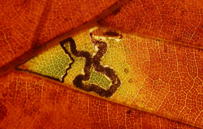 Stigmella tityrella / Zigzagbeukenmineermot / Small Beech Pigmy Stigmella tityrella / Zigzagbeukenmineermot / Small Beech Pigmy