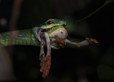 Leptophis ahaetulla / Groene Papegaaislang / Parrot Snake