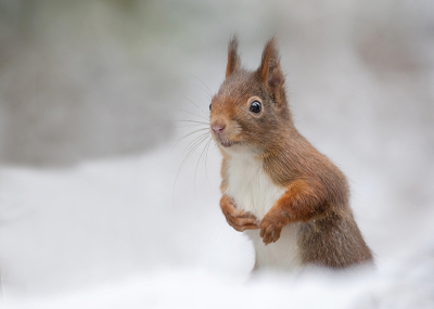 <i class='fa fa-user'></i>&nbsp;Tom&nbsp;|  Eekhoorn&nbsp; <i class='fa fa-eye'>&nbsp;92</i> &nbsp;<i class='fa fa-thumbs-up'>&nbsp;11</i> &nbsp; <i class='fa fa-comment-o'>&nbsp;5</i>