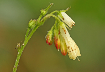 <i class='fa fa-user'></i>&nbsp;Cor&nbsp;|  Kruipende Smeerwortel&nbsp; <i class='fa fa-eye'>&nbsp;48</i> &nbsp;<i class='fa fa-thumbs-up'>&nbsp;1</i> &nbsp; <i class='fa fa-comment-o'>&nbsp;4</i>