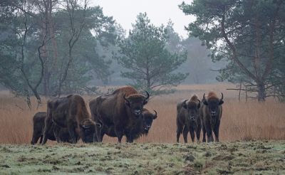 Nature picture: 3. Bison bonasus / Wisent / European Bison