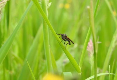 <i class='fa fa-user'></i>&nbsp;Jovanzo&nbsp;|  Grote Dansvlieg&nbsp; <i class='fa fa-eye'>&nbsp;50</i> &nbsp; <i class='fa fa-comment-o'>&nbsp;1</i>