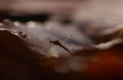 <i class='fa fa-user'></i>&nbsp;rixte&nbsp;|  Heksenkruidsteltwants&nbsp; <i class='fa fa-eye'>&nbsp;73</i> &nbsp;<i class='fa fa-thumbs-up'>&nbsp;5</i> &nbsp; <i class='fa fa-comment-o'>&nbsp;4</i>