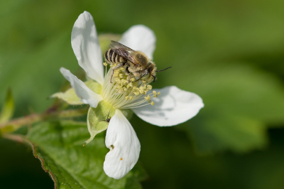 <i class='fa fa-user'></i>&nbsp;Willem Verhagen&nbsp;|  Zilveren Fluitje&nbsp; <i class='fa fa-eye'>&nbsp;66</i> &nbsp; <i class='fa fa-comment-o'>&nbsp;3</i>