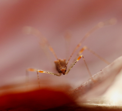 <i class='fa fa-user'></i>&nbsp;rixte&nbsp;|  Heksenkruidsteltwants&nbsp; <i class='fa fa-eye'>&nbsp;90</i> &nbsp; <i class='fa fa-comment-o'>&nbsp;6</i>