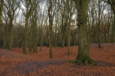 <i class='fa fa-user'></i>&nbsp;Willem Verhagen&nbsp;|  Beuk&nbsp; <i class='fa fa-eye'>&nbsp;80</i> &nbsp; <i class='fa fa-comment-o'>&nbsp;5</i>