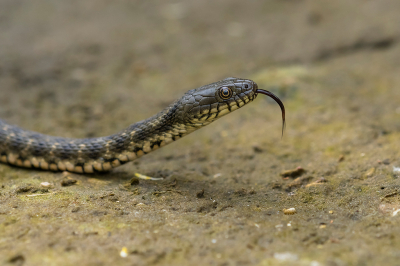 <i class='fa fa-user'></i>&nbsp;Willem Verhagen&nbsp;|  Dobbelsteenslang&nbsp; <i class='fa fa-eye'>&nbsp;114</i> &nbsp;<i class='fa fa-thumbs-up'>&nbsp;6</i> &nbsp; <i class='fa fa-comment-o'>&nbsp;5</i>