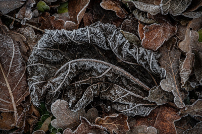 <i class='fa fa-user'></i>&nbsp;Johan van Gurp&nbsp;|  Eerste vorst&nbsp; <i class='fa fa-eye'>&nbsp;69</i> &nbsp;<i class='fa fa-thumbs-up'>&nbsp;1</i> &nbsp; <i class='fa fa-comment-o'>&nbsp;2</i>