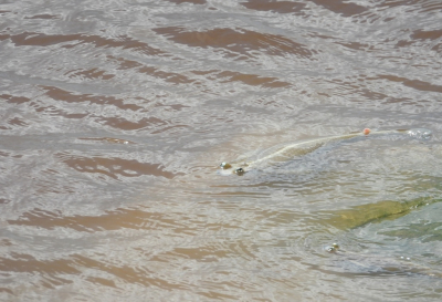 <i class='fa fa-user'></i>&nbsp;Jovanzo&nbsp;|  Vieroogvis&nbsp; <i class='fa fa-eye'>&nbsp;100</i> &nbsp; <i class='fa fa-comment-o'>&nbsp;6</i>