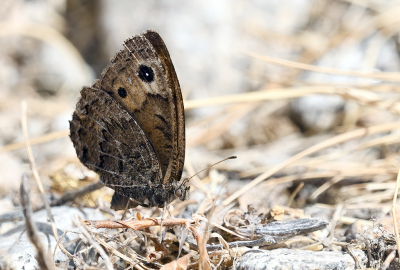 <i class='fa fa-user'></i>&nbsp;josephine&nbsp;|  Kleine Saterzandoog&nbsp; <i class='fa fa-eye'>&nbsp;64</i> &nbsp; <i class='fa fa-comment-o'>&nbsp;6</i>