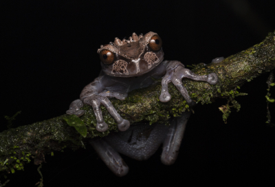 voor mijn reis naar Costa Rica heb ik bepaalde doelsoorten die ik graag zou willen zien, dit was er een van. De spectaculaire Crowned tree frog, een vrij zeldzame of moeilijk te vinden soort. Er was een bepaalde plek waar ze vaak gezien werden en hier zijn we dus heen gegaan. Tijdens de eerst 5 minuten van de nachttour was het al raak. Dit prachtige beest zat rustig op een takje te poseren en wachtend tot we foto's kwamen maken. super vet om dit daadwerkelijk te hebben mogen zien!
