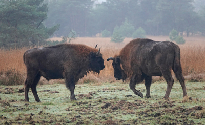 <i class='fa fa-user'></i>&nbsp;nelappelmelk&nbsp;|  Wisent&nbsp; <i class='fa fa-eye'>&nbsp;115</i> &nbsp; <i class='fa fa-comment-o'>&nbsp;10</i>