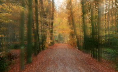 <i class='fa fa-user'></i>&nbsp;Tineke Strijbosch&nbsp;|  Bospad in het Asserbos&nbsp; <i class='fa fa-eye'>&nbsp;71</i> &nbsp;<i class='fa fa-thumbs-up'>&nbsp;2</i> &nbsp; <i class='fa fa-comment-o'>&nbsp;6</i>