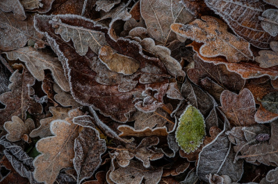 <i class='fa fa-user'></i>&nbsp;Johan van Gurp&nbsp;|  Eerste vorst&nbsp; <i class='fa fa-eye'>&nbsp;66</i> &nbsp;<i class='fa fa-thumbs-up'>&nbsp;5</i> &nbsp; <i class='fa fa-comment-o'>&nbsp;5</i>