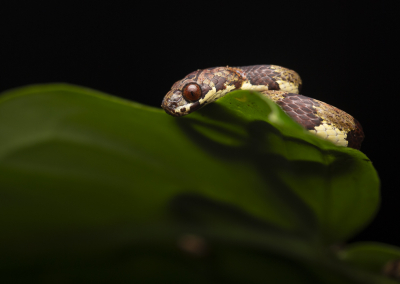 <i class='fa fa-user'></i>&nbsp;DKphotography&nbsp;|  Sibon annulatus&nbsp; <i class='fa fa-eye'>&nbsp;113</i> &nbsp;<i class='fa fa-thumbs-up'>&nbsp;5</i> &nbsp; <i class='fa fa-comment-o'>&nbsp;4</i>