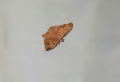 <i class='fa fa-user'></i>&nbsp;Jovanzo&nbsp;|  Hemeroblemma opigena&nbsp; <i class='fa fa-eye'>&nbsp;82</i> &nbsp; <i class='fa fa-comment-o'>&nbsp;10</i>