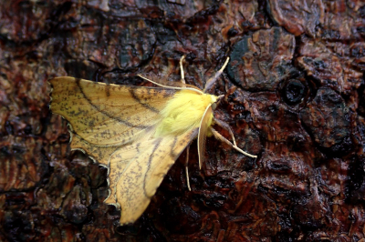 <i class='fa fa-user'></i>&nbsp;A. Soeting&nbsp;|  Geelschouderspanner&nbsp; <i class='fa fa-eye'>&nbsp;69</i> &nbsp;<i class='fa fa-thumbs-up'>&nbsp;1</i> &nbsp; <i class='fa fa-comment-o'>&nbsp;8</i>