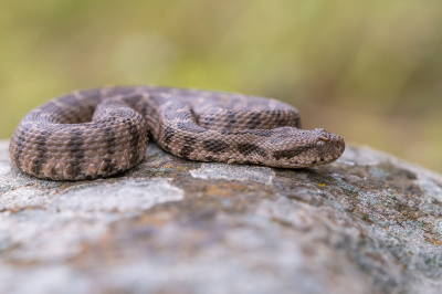 <i class='fa fa-user'></i>&nbsp;Willem Verhagen&nbsp;|  Ottomaanse Adder&nbsp; <i class='fa fa-eye'>&nbsp;130</i> &nbsp;<i class='fa fa-thumbs-up'>&nbsp;7</i> &nbsp; <i class='fa fa-comment-o'>&nbsp;11</i>