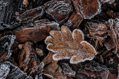 <i class='fa fa-user'></i>&nbsp;Johan van Gurp&nbsp;|  Eerste vorst&nbsp; <i class='fa fa-eye'>&nbsp;65</i> &nbsp;<i class='fa fa-thumbs-up'>&nbsp;5</i> &nbsp; <i class='fa fa-comment-o'>&nbsp;2</i>