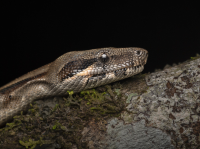 <i class='fa fa-user'></i>&nbsp;DKphotography&nbsp;|  Boa Constrictor&nbsp; <i class='fa fa-eye'>&nbsp;113</i> &nbsp;<i class='fa fa-thumbs-up'>&nbsp;5</i> &nbsp; <i class='fa fa-comment-o'>&nbsp;7</i>