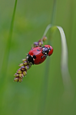 <i class='fa fa-user'></i>&nbsp;Cor&nbsp;|  Zevenstippelig Lieveheersbeestje&nbsp; <i class='fa fa-eye'>&nbsp;69</i> &nbsp;<i class='fa fa-thumbs-up'>&nbsp;5</i> &nbsp; <i class='fa fa-comment-o'>&nbsp;12</i>