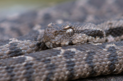 <i class='fa fa-user'></i>&nbsp;Willem Verhagen&nbsp;|  Ottomaanse Adder&nbsp; <i class='fa fa-eye'>&nbsp;92</i> &nbsp;<i class='fa fa-thumbs-up'>&nbsp;3</i> &nbsp; <i class='fa fa-comment-o'>&nbsp;6</i>