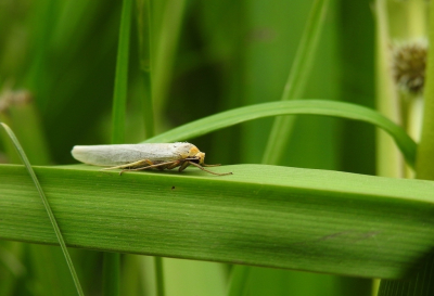 <i class='fa fa-user'></i>&nbsp;Jovanzo&nbsp;|  Vaal Kokerbeertje&nbsp; <i class='fa fa-eye'>&nbsp;64</i> &nbsp; <i class='fa fa-comment-o'>&nbsp;6</i>