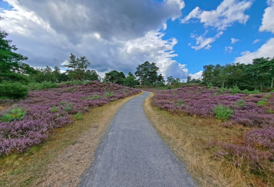 <i class='fa fa-user'></i>&nbsp;Cor&nbsp;|  Heide in bloei&nbsp; <i class='fa fa-eye'>&nbsp;109</i> &nbsp;<i class='fa fa-thumbs-up'>&nbsp;2</i> &nbsp; <i class='fa fa-comment-o'>&nbsp;8</i>