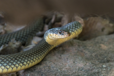 <i class='fa fa-user'></i>&nbsp;Willem Verhagen&nbsp;|  Kaspische Pijlslang&nbsp; <i class='fa fa-eye'>&nbsp;97</i> &nbsp; <i class='fa fa-comment-o'>&nbsp;5</i>