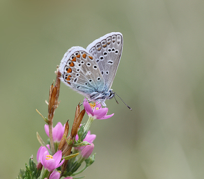 <i class='fa fa-user'></i>&nbsp;Paul Vandebroek&nbsp;|  Icarusblauwtje&nbsp; <i class='fa fa-eye'>&nbsp;74</i> &nbsp;<i class='fa fa-thumbs-up'>&nbsp;4</i> &nbsp; <i class='fa fa-comment-o'>&nbsp;8</i>