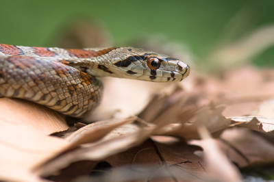 <i class='fa fa-user'></i>&nbsp;Willem Verhagen&nbsp;|  Luipaardslang&nbsp; <i class='fa fa-eye'>&nbsp;103</i> &nbsp;<i class='fa fa-thumbs-up'>&nbsp;7</i> &nbsp; <i class='fa fa-comment-o'>&nbsp;8</i>