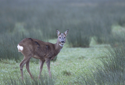 <i class='fa fa-user'></i>&nbsp;Eric Gibcus&nbsp;|  Ree&nbsp; <i class='fa fa-eye'>&nbsp;84</i> &nbsp; <i class='fa fa-comment-o'>&nbsp;2</i>