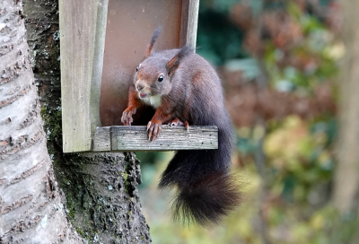 <i class='fa fa-user'></i>&nbsp;nelappelmelk&nbsp;|  Eekhoorn&nbsp; <i class='fa fa-eye'>&nbsp;82</i> &nbsp; <i class='fa fa-comment-o'>&nbsp;3</i>