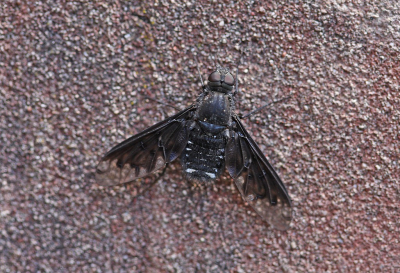 <i class='fa fa-user'></i>&nbsp;Cor&nbsp;|  Muurrouwzwever&nbsp; <i class='fa fa-eye'>&nbsp;76</i> &nbsp; <i class='fa fa-comment-o'>&nbsp;4</i>