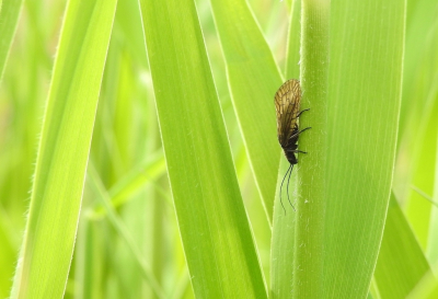 <i class='fa fa-user'></i>&nbsp;Jovanzo&nbsp;|  Slijkvlieg&nbsp; <i class='fa fa-eye'>&nbsp;59</i> &nbsp;<i class='fa fa-thumbs-up'>&nbsp;1</i> &nbsp; <i class='fa fa-comment-o'>&nbsp;6</i>