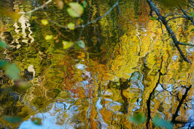 <i class='fa fa-user'></i>&nbsp;hesterb&nbsp;|  Herfstfantasie&nbsp; <i class='fa fa-eye'>&nbsp;80</i> &nbsp;<i class='fa fa-thumbs-up'>&nbsp;1</i> &nbsp; <i class='fa fa-comment-o'>&nbsp;5</i>