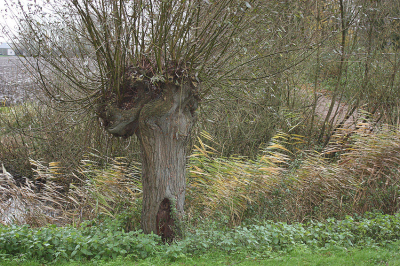 <i class='fa fa-user'></i>&nbsp;Paul Vandebroek&nbsp;|  Knotwilgen&nbsp; <i class='fa fa-eye'>&nbsp;88</i> &nbsp;<i class='fa fa-thumbs-up'>&nbsp;2</i> &nbsp; <i class='fa fa-comment-o'>&nbsp;4</i>