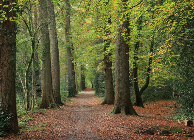 <i class='fa fa-user'></i>&nbsp;Tineke Strijbosch&nbsp;|  Boslaantje in het groen&nbsp; <i class='fa fa-eye'>&nbsp;71</i> &nbsp;<i class='fa fa-thumbs-up'>&nbsp;1</i> &nbsp; <i class='fa fa-comment-o'>&nbsp;5</i>