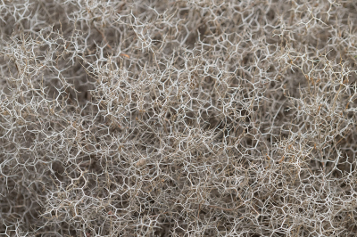 <i class='fa fa-user'></i>&nbsp;Willem Verhagen&nbsp;|  Sarcopoterium spinosum&nbsp; <i class='fa fa-eye'>&nbsp;79</i> &nbsp; <i class='fa fa-comment-o'>&nbsp;5</i>