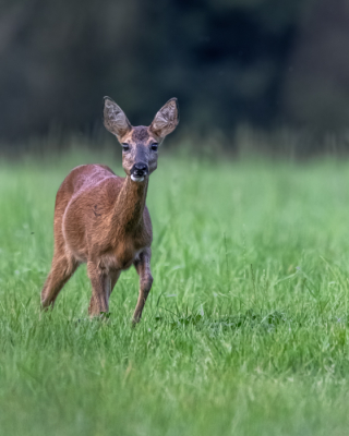 <i class='fa fa-user'></i>&nbsp;Bob_Ensink&nbsp;|  Ree&nbsp; <i class='fa fa-eye'>&nbsp;77</i> &nbsp;<i class='fa fa-thumbs-up'>&nbsp;1</i> &nbsp; <i class='fa fa-comment-o'>&nbsp;3</i>