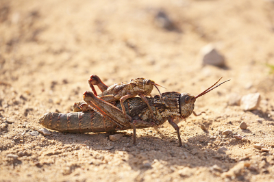 <i class='fa fa-user'></i>&nbsp;Pieter  LJ&nbsp;|  Acinipe hesperica&nbsp; <i class='fa fa-eye'>&nbsp;94</i> &nbsp;<i class='fa fa-thumbs-up'>&nbsp;1</i> &nbsp; <i class='fa fa-comment-o'>&nbsp;4</i>