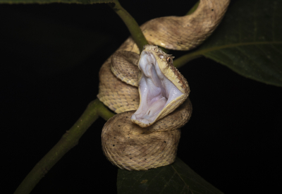 <i class='fa fa-user'></i>&nbsp;DKphotography&nbsp;|  Bothriechis nigroadspersus&nbsp; <i class='fa fa-eye'>&nbsp;127</i> &nbsp;<i class='fa fa-thumbs-up'>&nbsp;13</i> &nbsp; <i class='fa fa-comment-o'>&nbsp;5</i>