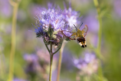 <i class='fa fa-user'></i>&nbsp;Willem Verhagen&nbsp;|  Glasvleugelpijlstaart&nbsp; <i class='fa fa-eye'>&nbsp;90</i> &nbsp;<i class='fa fa-thumbs-up'>&nbsp;3</i> &nbsp; <i class='fa fa-comment-o'>&nbsp;7</i>