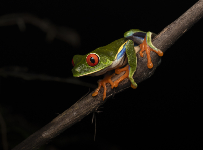 <i class='fa fa-user'></i>&nbsp;DKphotography&nbsp;|  Roodoog-makikikker&nbsp; <i class='fa fa-eye'>&nbsp;132</i> &nbsp;<i class='fa fa-thumbs-up'>&nbsp;13</i> &nbsp; <i class='fa fa-comment-o'>&nbsp;9</i>