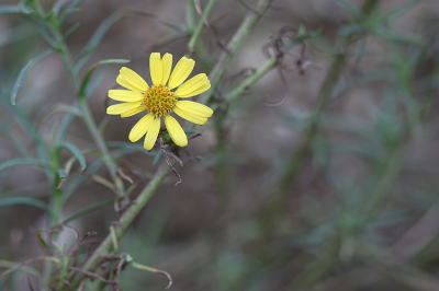 <i class='fa fa-user'></i>&nbsp;Paul Vandebroek&nbsp;|  Bezemkruiskruid&nbsp; <i class='fa fa-eye'>&nbsp;49</i> &nbsp; <i class='fa fa-comment-o'>&nbsp;4</i>