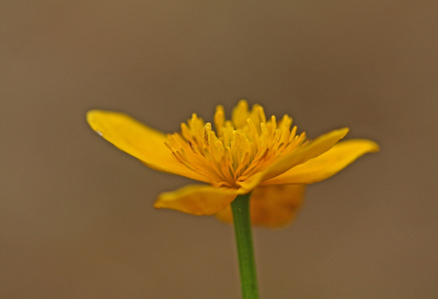 <i class='fa fa-user'></i>&nbsp;Cor&nbsp;|  Dotterbloem&nbsp; <i class='fa fa-eye'>&nbsp;69</i> &nbsp;<i class='fa fa-thumbs-up'>&nbsp;1</i> &nbsp; <i class='fa fa-comment-o'>&nbsp;7</i>