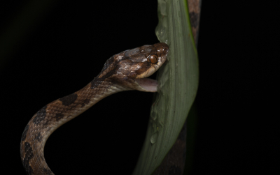 <i class='fa fa-user'></i> DKphotography | Leptodeira septentrionalis  <i class='fa fa-eye'> 131</i>  <i class='fa fa-thumbs-up'> 1</i>   <i class='fa fa-comment-o'> 4</i>