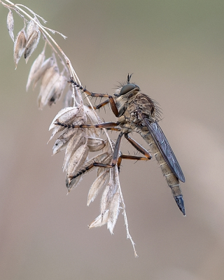<i class='fa fa-user'></i>&nbsp;Johan van Gurp&nbsp;|  Ringpootroofvlieg&nbsp; <i class='fa fa-eye'>&nbsp;89</i> &nbsp;<i class='fa fa-thumbs-up'>&nbsp;8</i> &nbsp; <i class='fa fa-comment-o'>&nbsp;6</i>