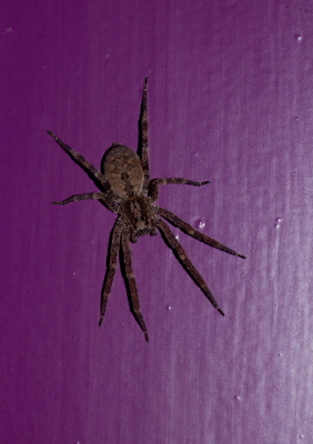 <i class='fa fa-user'></i> rixte | Valse Wolfspin  <i class='fa fa-eye'> 79</i>   <i class='fa fa-comment-o'> 6</i>